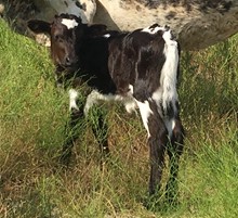 Texa x Dawn Leigh 2019 calf
